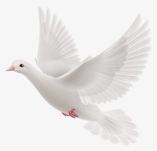 We Are Anointed By God And Led By His Holy Spirit To - White Dove Holy Spirit Png #7593370