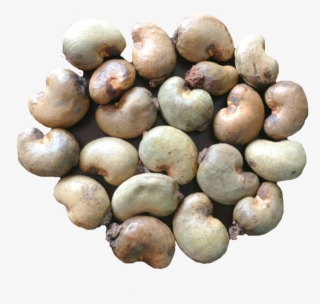 Export Quality Dried Raw Cashew Nuts - Raw Cashew Nut Ghana #7593407