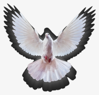 00pm Empowerment Service - Rock Dove #7594289