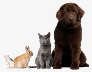 Walking Dogs Of All Sizes And Breeds #7596338