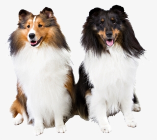 Shetland Sheepdog Dog Walking - Shetland Sheepdog Png #7596575