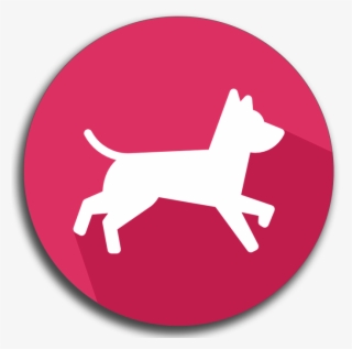 Feeding, Walking, Transporting, And Taking Care Of - Canaan Dog #7597027