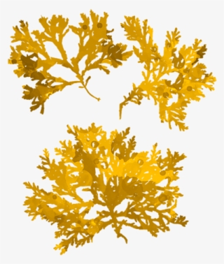 Click And Drag To Re-position The Image, If Desired - Gold Seaweed #7597236