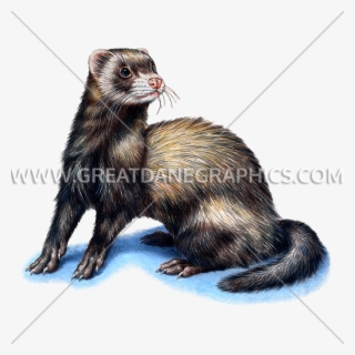 825 X 825 4 - Ferret #7598994