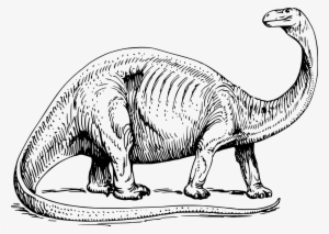 Dinosaur Bones Clipart - Brontosaurus Black And White #761874