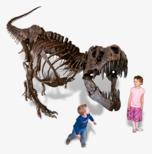 Dinosaurs - Black Hills Insitute Tyrannosaurus Rex #761939