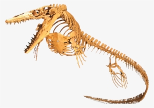 Mosasaur Skeleton #762080