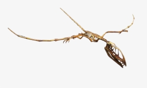 A Cast Of The Skeleton Of Dimorphodon, A Jurassic Pterosaur - Fossil De Pterodactyl Png #762494