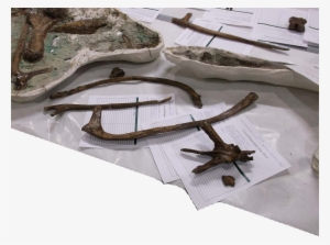 Avaceratopslabdataclean - Avaceratops In Museums #763009