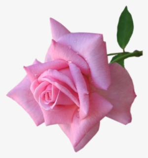 Raindrops On Roses - Raindrops On Roses Png #766917