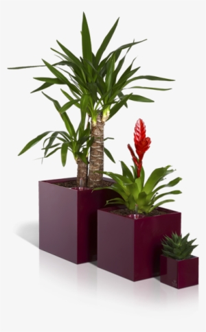 Cubico-side , 290kb - Flower In A Pot Png #766980