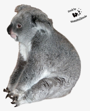 Koala Transparent Images - Portable Network Graphics #766982