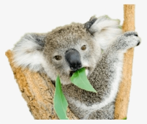 Do Koala Bears Eat #767393