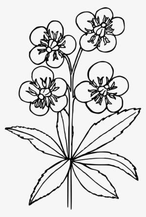 How To Draw A Wildflowers - Rose With Wild Flowers Drawing #767462
