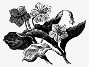 Digital Wildflower Clip Art Downloads - Botanical Illustration Wildflowers Black And White #768737