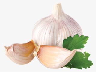 Garlic Png - Garlic Onion Png #769010