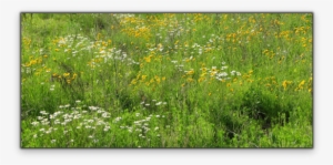 For Germination Ready Seeds Only - Grass #769200