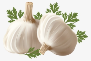 Garlic Png - Micropropagation And Somatic Embryogenesis In Garlic #769324