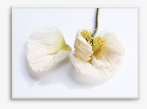 The White Poppy The White Poppy - White Poppy #769402