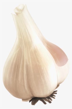 Free Png Garlic Png Images Transparent - Portable Network Graphics #769426