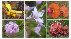 Weir-wildflowers - Melastome Family #769453
