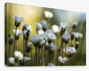 White Wildflowers Along The Dempster Highway - Yukon #769531
