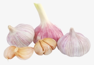 Garlic Png #769578