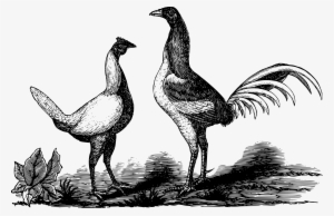 This Free Icons Png Design Of Duckwing Game Birds #769659