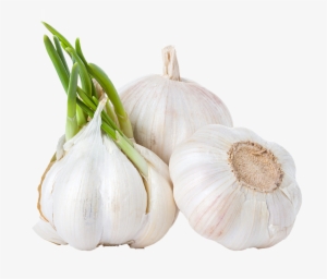 Garlic Png Background Clipart - Modified Of Roots In Vegetables #769690
