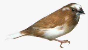 Small Brown Bird Transparent Png Clipart Picture #769791