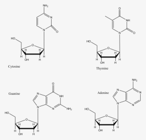 Dna Base Pairs - Nicotinamide Adenine Dinucleotide Phosphate #769906