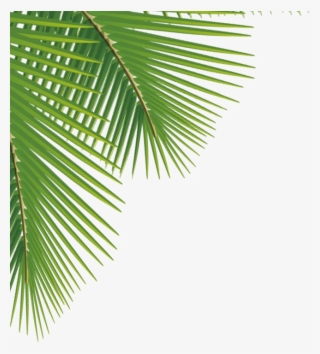 Palm Leaves, Qe > - Aesthetic Pngs For Edits - Free Transparent PNG ...