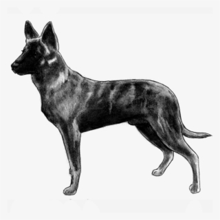 Dutch Shepherd - Bull And Terrier #7601009