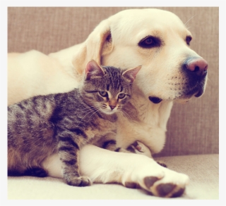 Looking For A Pet Friendly Apartment Community In Las - Domestic Short-haired Cat #7602422