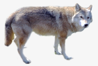 Wolf Png, Download Png Image With Transparent Background, - Wolf Png #7603991