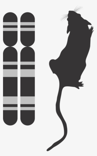 Genotype And Phenotype Icon,g2p,genotype And Phenotype,genotype - Phenotype Icon #7604101