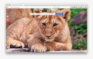 Baby Animals Gallery New Tabby Brand Thunder, Llc - Рыжий Львенок #7604107