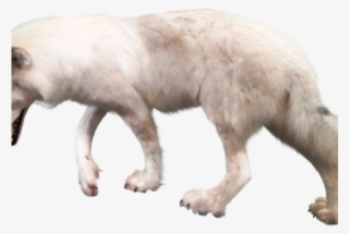 Gray Wolf Clipart Transparent Background - Wolf #7604277