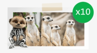 Safari Animals - 4 Surikaty #7604745 Safari Animals - 4 Surikaty #7604745