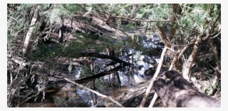 Restoring The Fotheringham Reserve Billabong #7605722