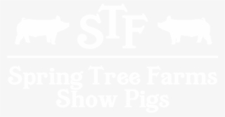 Pig #7605812