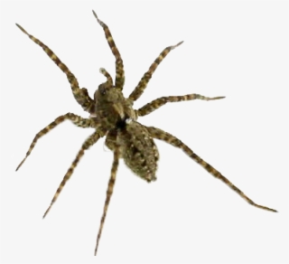 Wolf Spider #7606012