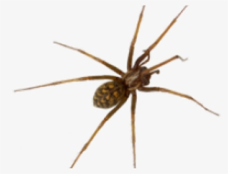 Common House Spider #7606085