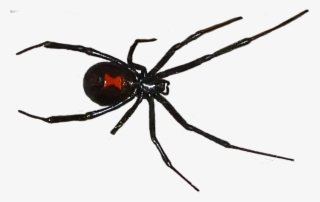 Black Widow Spider Png - Black Widow Mom #7606255