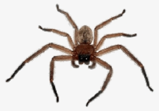 Spider Png Transparent Images - Spider Png #7606307