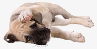 Free Png Download Little Dog Clipart Png Photo Png - Motivational Pets #7606804