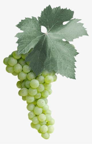 Among The 18 Malvasia Varieties In The Italian National - Malvasia Bianca Grape Puglia #7608081