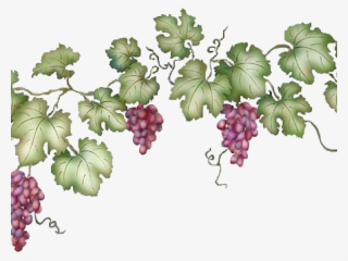 Vineyard Clipart Grape Vine - Grape Vine Transparent Background #7608372