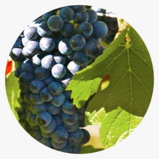 Verdelho - Seedless Fruit #7608413