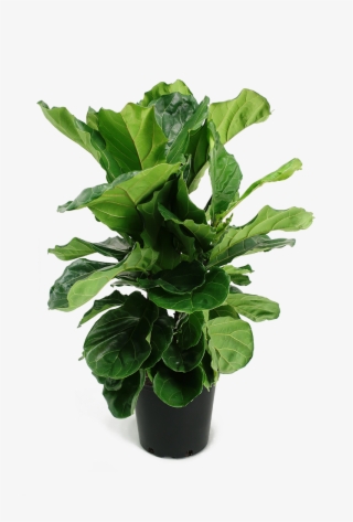 Ficus Lyrata Small Bush - Ficus Lyrata Bush #7609240